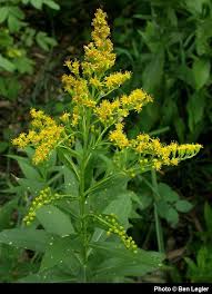 Attēlu rezultāti vaicājumam “Solidago canadensis flower”