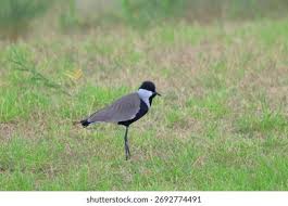 Attēlu rezultāti vaicājumam “Vanellus vanellus”