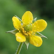 Image result for Geum urbanum
