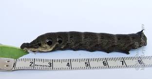 Attēlu rezultāti vaicājumam “Deilephila elpenor imago”