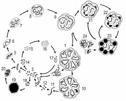 Attēlu rezultāti vaicājumam “Nostoc pruniforme”