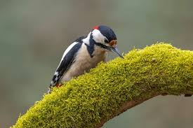Attēlu rezultāti vaicājumam “Dendrocopos major female”