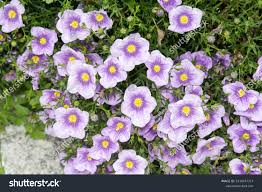 Image result for Nierembergia