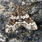 Attēlu rezultāti vaicājumam “Electrophaes corylata”