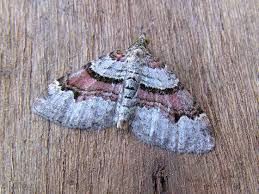 Attēlu rezultāti vaicājumam “Xanthorhoe designata”