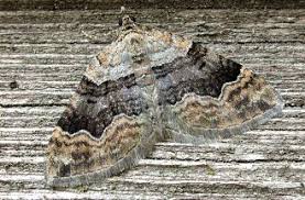 Attēlu rezultāti vaicājumam “Xanthorhoe quadrifasiata”