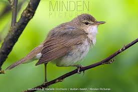 Attēlu rezultāti vaicājumam “Acrocephalus dumetorum”