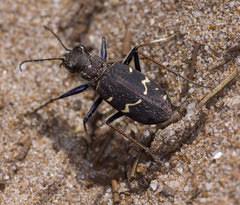 Attēlu rezultāti vaicājumam “Cicindela sylvatica”