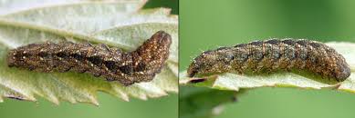 Attēlu rezultāti vaicājumam “Herminia tarsicrinalis”