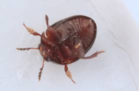 Attēlu rezultāti vaicājumam “Anisotoma humeralis”