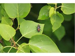 Attēlu rezultāti vaicājumam “Clitellaria ephippium”