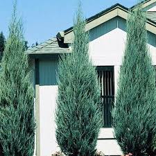 Attēlu rezultāti vaicājumam “Juniperus chinensis”