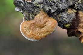 Attēlu rezultāti vaicājumam “Hapalopilus nidulans”