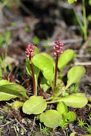 Attēlu rezultāti vaicājumam “Pyrola minor bud”