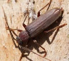 Attēlu rezultāti vaicājumam “Criocephalus rusticus”