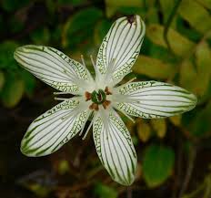 Attēlu rezultāti vaicājumam “Parnassiaceae”