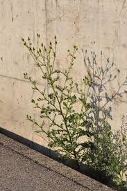 Attēlu rezultāti vaicājumam “Senecio viscosus”