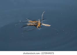 Attēlu rezultāti vaicājumam “Limnoporus rufoscutellatus”