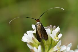 Attēlu rezultāti vaicājumam “Cauchas rufimitrella”