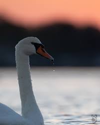Attēlu rezultāti vaicājumam “Cygnus olor juvenile”