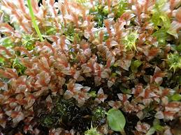 Attēlu rezultāti vaicājumam “Bryum weigelii”