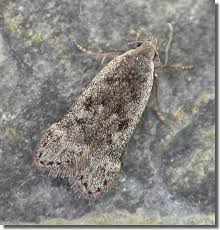 Attēlu rezultāti vaicājumam “Anacampsis blatariella”