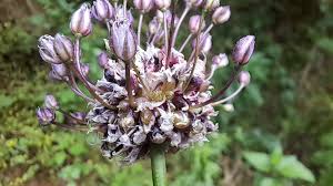 Attēlu rezultāti vaicājumam “Allium scorodoprasum”