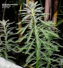 Attēlu rezultāti vaicājumam “Haloragaceae”