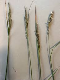 Attēlu rezultāti vaicājumam “Festuca arenaria”