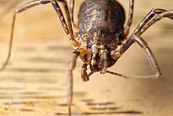 Attēlu rezultāti vaicājumam “Opiliones”