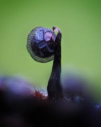 Attēlu rezultāti vaicājumam “Cribraria languescens macro”