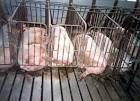 Swine Flu and Factory Farms: Fast Track to Disaster - Advocacy For ...