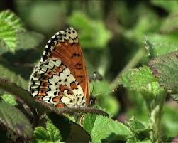 Attēlu rezultāti vaicājumam “Melitaea cinxia”