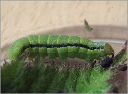 Attēlu rezultāti vaicājumam “Orthosia gracilis”