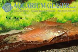 Attēlu rezultāti vaicājumam “Dianema nivale macro”