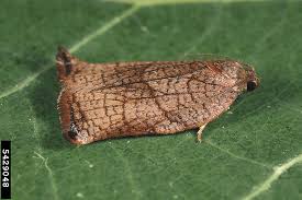 Attēlu rezultāti vaicājumam “Archips podana male”