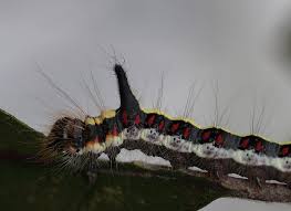 Attēlu rezultāti vaicājumam “Melanchra persicariae larva”