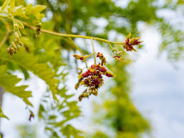 Attēlu rezultāti vaicājumam “Gleditsia triacanthos flower”