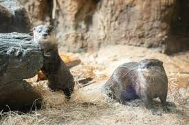 Image result for Worthing Otters