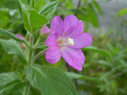 Attēlu rezultāti vaicājumam “Epilobium parviflorum”