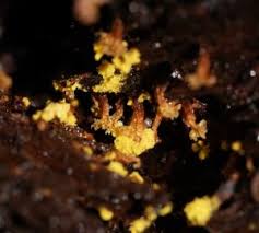 Attēlu rezultāti vaicājumam “Trichia erecta macro”