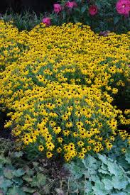 Image result for Rudbeckia Paradisio