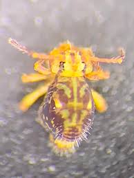 Attēlu rezultāti vaicājumam “Collaria arcyrionema young”