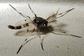 Attēlu rezultāti vaicājumam “Cricotopus male”