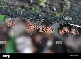 Attēlu rezultāti vaicājumam “Stemonitis axifera var. smithii macro”