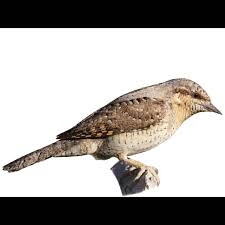 Image result for Jynx torquilla