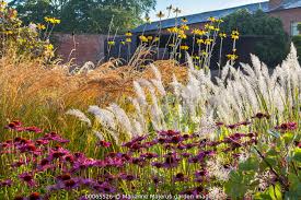 Attēlu rezultāti vaicājumam “Calamagrostis purpurea flower”