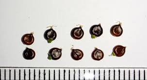 Attēlu rezultāti vaicājumam “Persicaria lapathifolia fruit”