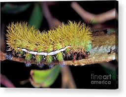 Attēlu rezultāti vaicājumam “Saturniidae”