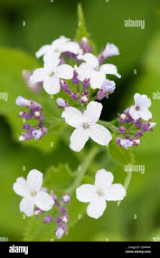 Attēlu rezultāti vaicājumam “Lunaria rediviva flower”